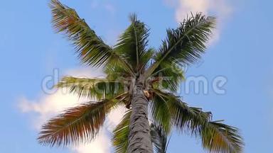 棕榈树映衬着蔚蓝的阳光天空